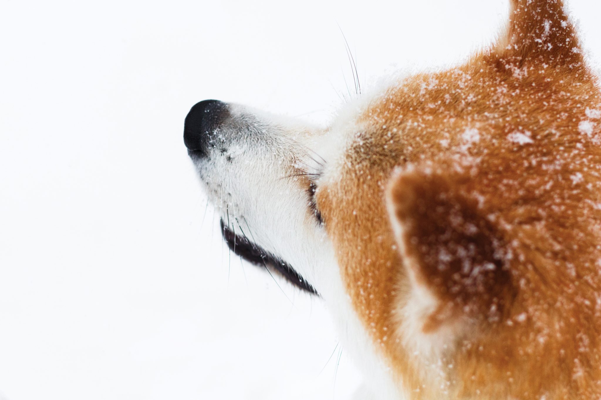 DogePal Uses Dogecoin (DOGE) To Invigorate The Crypto-Ecosystem
